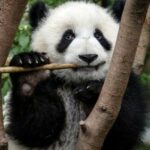 Profile picture of NightPanda