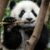 Profile picture of NightPanda